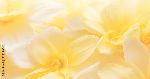 Lindas pétalas de flores de hortênsia amarela em fundo branco