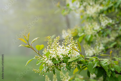 Blooming bird cherry on a foggy spring day. Bird cherry, hackberry, hagberry, or Mayday tree (Prunus padus).