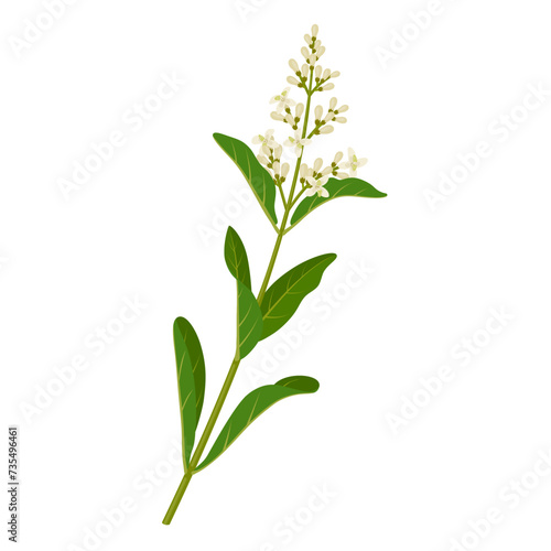 Vector illustration, privet plant, scientific name Ligustrum vulgare, isolated on white background.