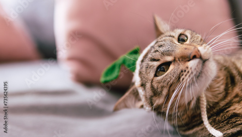 A cute and adorable kitten, lying down in a state of relaxation, radiates domestic beauty, showcasing the serene and charming nature of our beloved feline companions