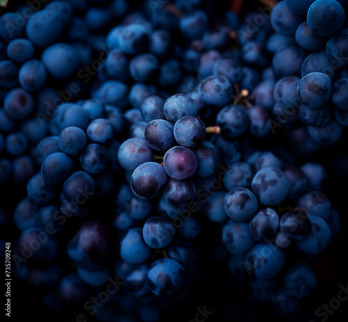 Tas de raisin muscat bleu sur un étal de marché. Récolte de raisin frais et bien mûr en automne pour la consommation ou les vendanges pour le vin