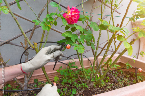 Home gardening. Watering potted plants. Drip irrigation system and dripper in flower pot with rose plants with a man checking the irrigation system