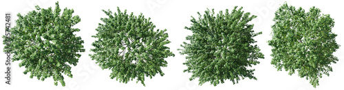 Top view tree,Acer saccharinum tree isolate transparent background.3d rendering PNG