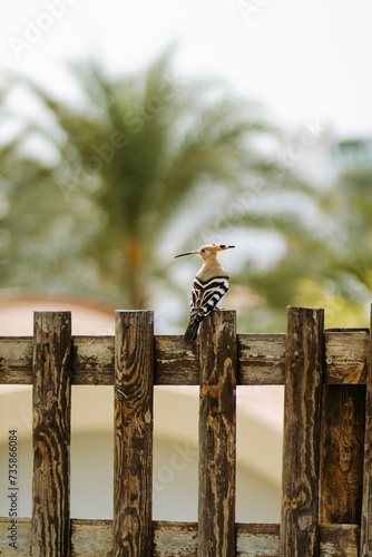Kolorowy ptak dudek siedzi na płocie, w oddali palmy