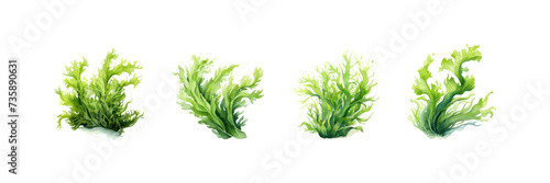 Watercolor of seaweed cartoon. Vector illustration design.