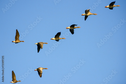 Group of Greylag Geese in flight