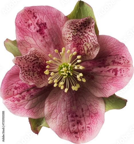 hellebore blossom, top view, isolated on white background
