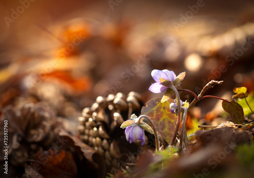 Wiosenne kwiaty Przylaszczek pospolitych w lesie. Tapeta, dekoracja. 