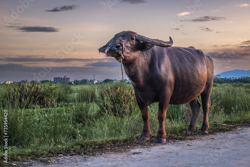 A Vietnamese water buffalo, standing at the edge of a paddy field, at sunset