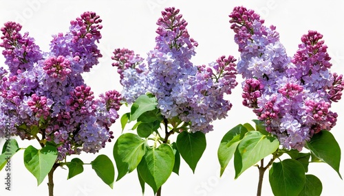 set of lilac syringa vulgaris bloom bush yankee doodle belle de nancy springtime shrub isolated png on a transparent background perfectly cutout