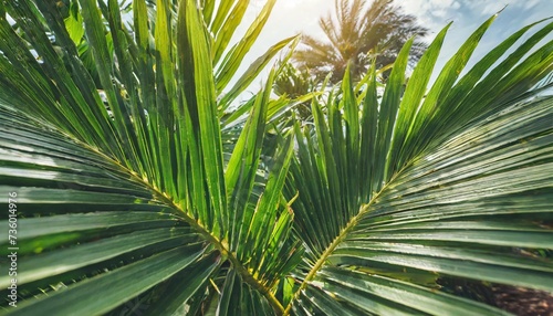 tropical palm leaf green nature background