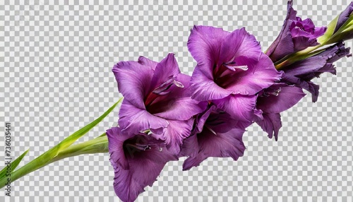 purple gladiolus flower stem isolated on transparent background