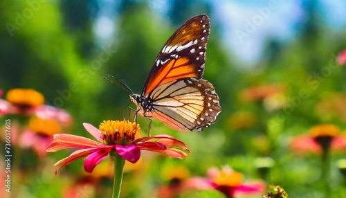 butterfly on flower hd 8k wallpaper stock photographic image