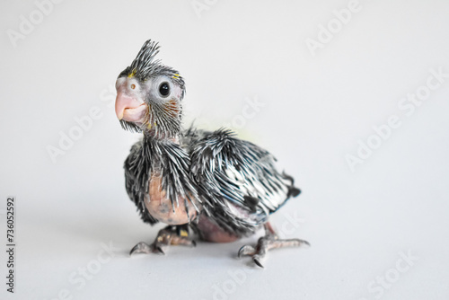 Yellow gray parakeet nymhpa chick baby close-up on white background