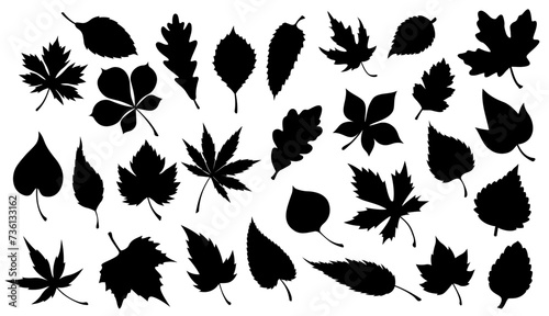 Leaf of plant or tree black silhouettes. Vector foliage of maple, oak and chestnut, birch, willow and sycamore, poplar, ash and aspen, nature, flora, ecology and greenery design