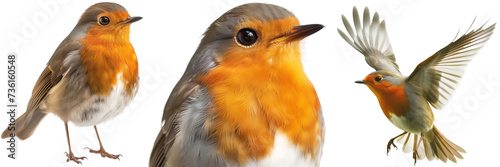 A robin bird collection, standing, flying and portrait, isolated on a white background