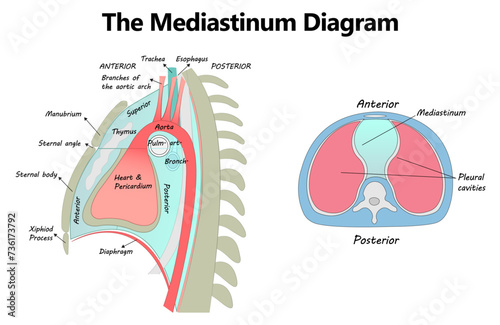 The Mediastinum vector diagram