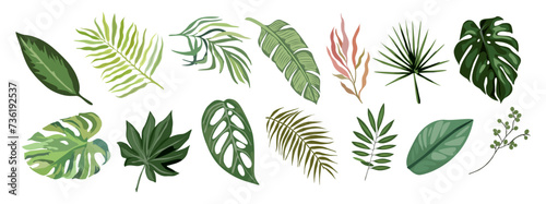 Tropical different type exotic leaves set. Jungle plants. Calathea, Monstera, banana, palm leaves. Cartoon realistic vector illustration isolated on transparent background.