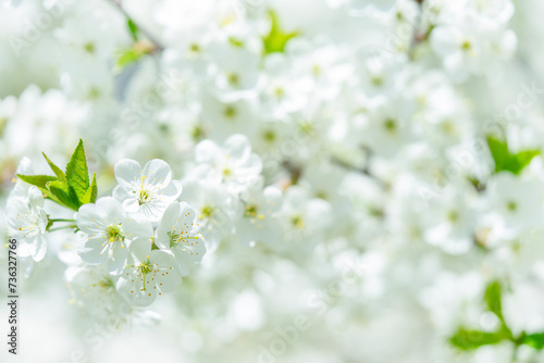 White spring background of cherry tree blossom. Close up, selective focus.