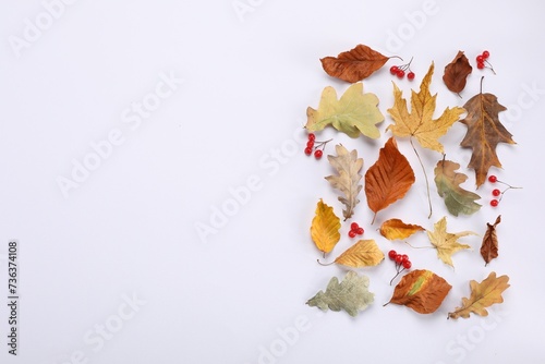 Dry autumn leaves and berries on white background, flat lay. Space for text