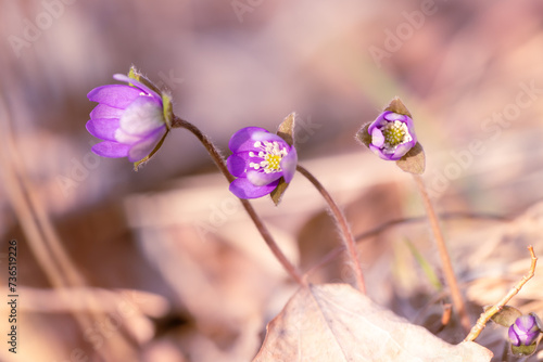 Fioletowe kwiaty, sezon wiosenny, leśne przylaszczki (Hepatica nobilis) 