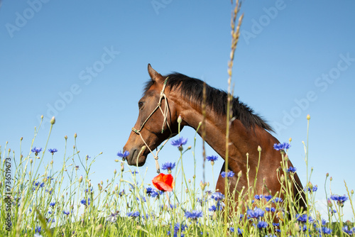 Pferd im Blumenfeld