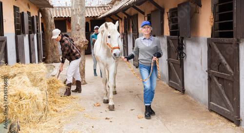 Positive elderly woman horse breeder working in farm, leading white thoroughbred racehorse with reins along stables outdoors..