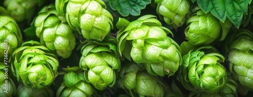 A detailed view of a bunch of green hop cones, commonly used in the brewing process.