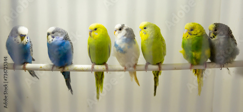 Variegated multi-colored budgerigars birds sit in a row on a stick