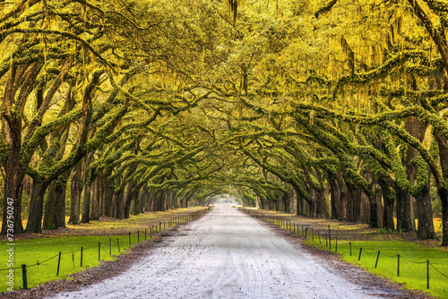 Scenic Oaks covered with spanish moss road valley