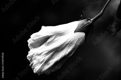 Flor de hibiscus en blanco y negro