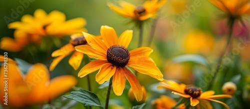 A cultivated ornamental flower from the daisy family, known for its yellow, orange, or copper brown blooms.