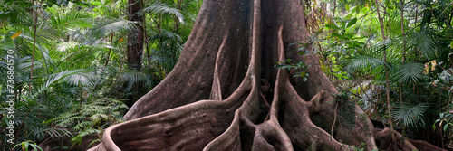 buttress roots, rainforest view near Henrietta Creek, Wooroonooran National Park, North Queensland, Australia