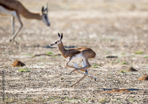 A young baby springbok streching it's legs as it is running past it's mother, probably trying to impress her.