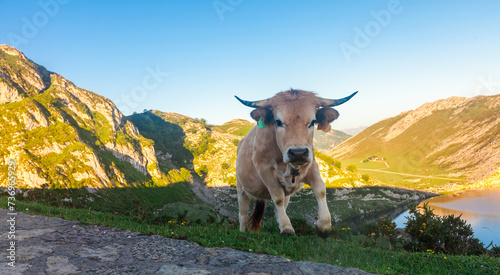 Asturian Mountain cattle cow sits on the lawn in a national park among the mountains at sunset