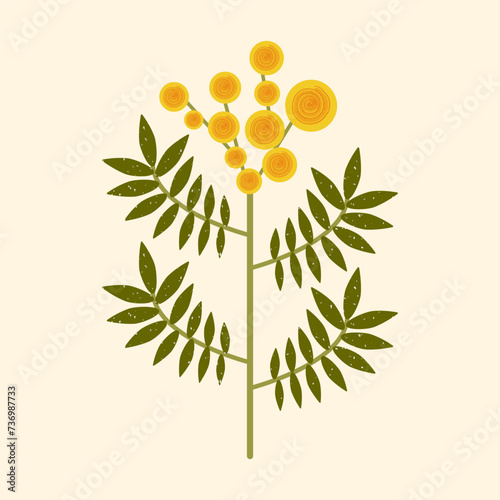 Vector yellow flower illustration. Modern flat Mimosa flower with leaves on pastel background. Stylized Australian Wattle plant drawn in folk style with brush texture for cards, textile, decoration