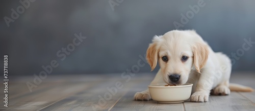 Close-up of Labrador puppy eating food on gray background with copy space, pet care concept, animal behavior, banner