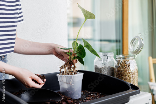 Woman repotting anthurium silver blush into a new pot. Home gardening hobby, caring for houseplants. Transplanting plant