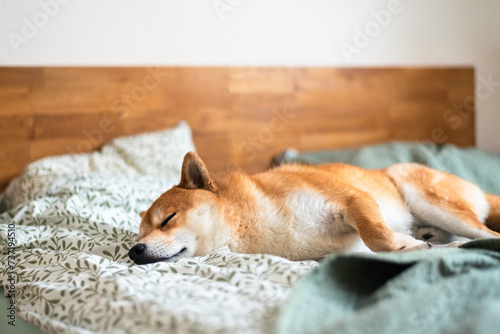 Cute red Shiba inu dog is sleeping on the bed in the bedroom