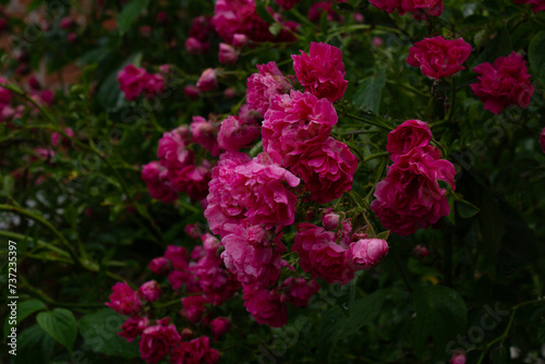 Pembe GüllerBu güzel pembe çiçekli çalı fotoğrafı, baharın güzelliğini ve canlılığını yakalıyor. Bu fotoğraf, stok fotoğraf kütüphaneniz için mükemmel bir ek olacaktır .