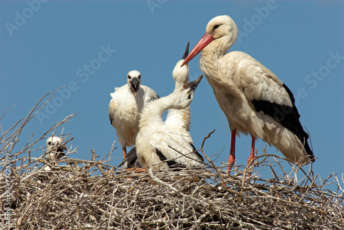 Cigogne blanche, nid, jeune, Ciconia ciconia, White Stork