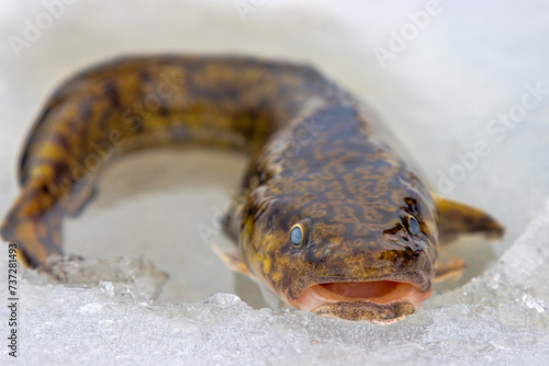 Ice fishing. Fishing Eelpout (Lota lota) in late winter on the northern rivers. Fishing line for bottom fishing (leger rig). A burbot caught in a thaw is a close-up on thawed ice