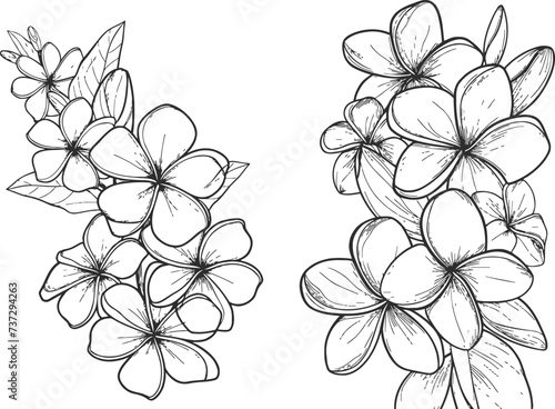 Plumeria flowers in continuous line art drawing style
