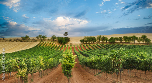 Vineyard field with blue sky and white clouds in the region of Ribera del Duero In Castilla.