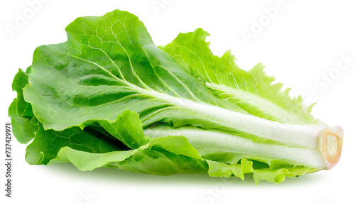 fresh green endive salad leaves isolated on white background cutout.