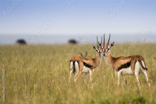 Antylopy Thompsona na sawannie Masai Mara Kenia