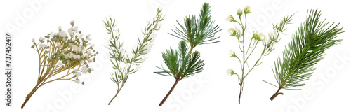 collection of pine branches flowers, isolated on a transparent background