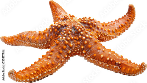 Close Up of a Starfish on a Transparent Background