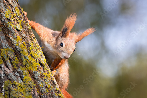 A red squirrel holds on a tree trunk right towards the camera lens. Close-up portrait of a red squirrel with copyspace.