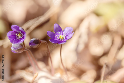 Fioletowe kwiaty, sezon wiosenny, leśne przylaszczki (Hepatica nobilis) 